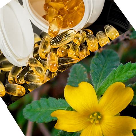 Damiana Extract Powder in Capsule Form: THE BENEFITS