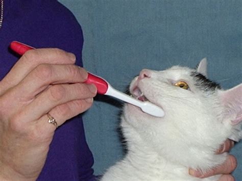 How to Care For Your Cat’s Teeth