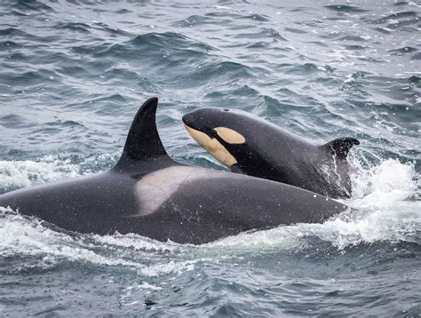 PICTURES: Stunning images as two orca pods make their way up east coast ...