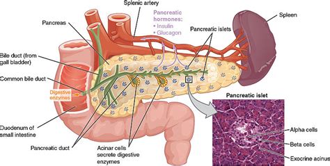 What is the Difference Between Pancreas and Spleen - Pediaa.Com