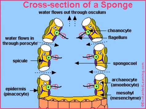 PPT - Phylum Porifera : The Sponges PowerPoint Presentation - ID:4364034