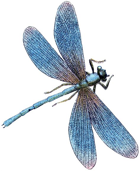 Free Dragonfly Clipart, Download Free Dragonfly Clipart png images ...