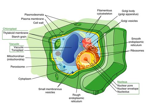 plant cell structure large | Radical Botany