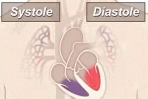 Diastole Sistole GIF - Diastole Sistole Corazon - Discover & Share GIFs ...