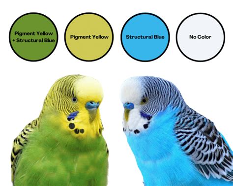 Parakeet Colors Varieties