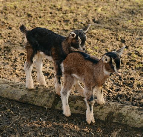 5,000+ Free Goats & Nature Images - Pixabay