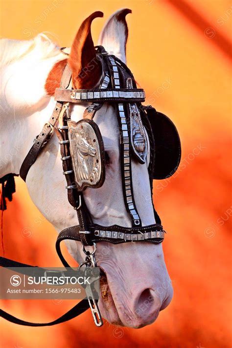 White horse face close-up, Poona, Maharashtra, India - SuperStock