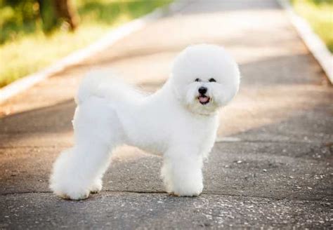 Toy Dog Breeds Hypoallergenic | Wow Blog