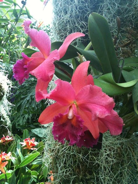 Orchids | Orchids, Tropical garden, Flowers