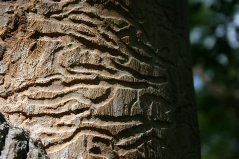 Tracks of Wood Beetle Larvae