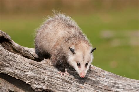 Bison or buffalo? Possum or opossum? What's the difference?