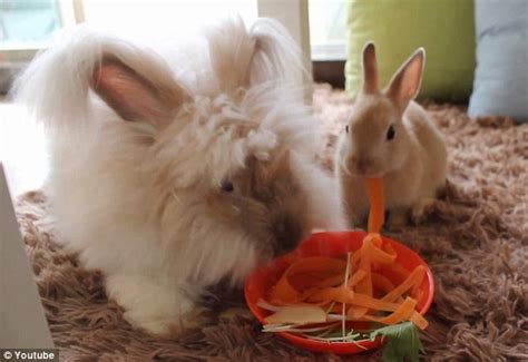 Bunny café: Rabbits mingle with diners in Tokyo coffee house | Daily ...