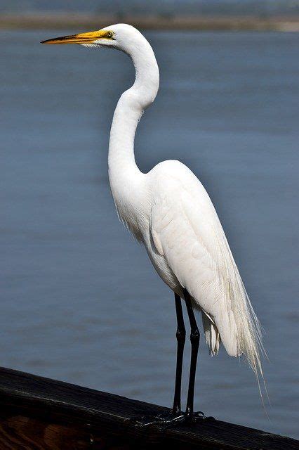 Bird Heron Egret - Free photo on Pixabay | Heron, White egret, Bird