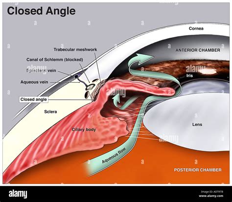 Canal Of Schlemm Histology