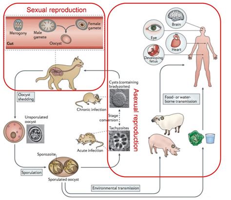 Toxoplasma Gondii Cats