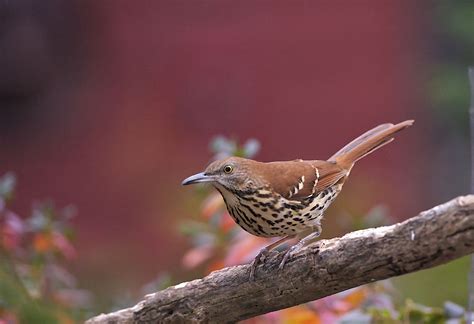 brown thrasher, state bird, georgia, governor eugene talmadge ...