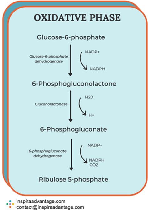 Pentose Phosphate Pathway: MCAT Prep + All You Need to Know