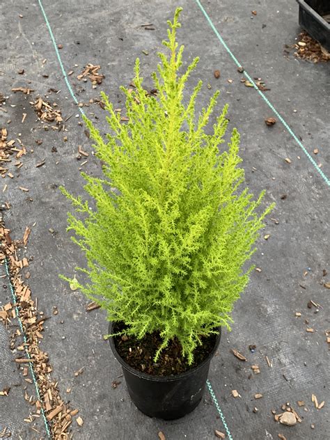 Wilma Goldcrest Monterey Cypress - Plants4Home