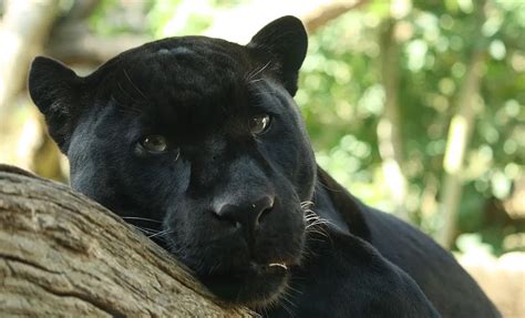 Pantera Negra: Curiosidades sobre o Animal | Mundo Ecologia