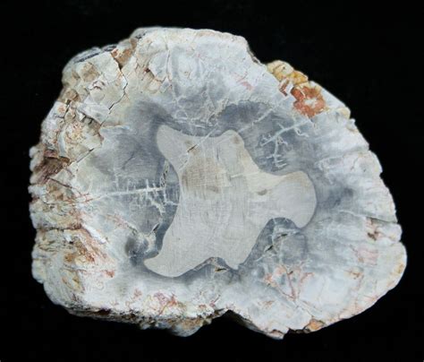 Fossils: Petrified Fossils