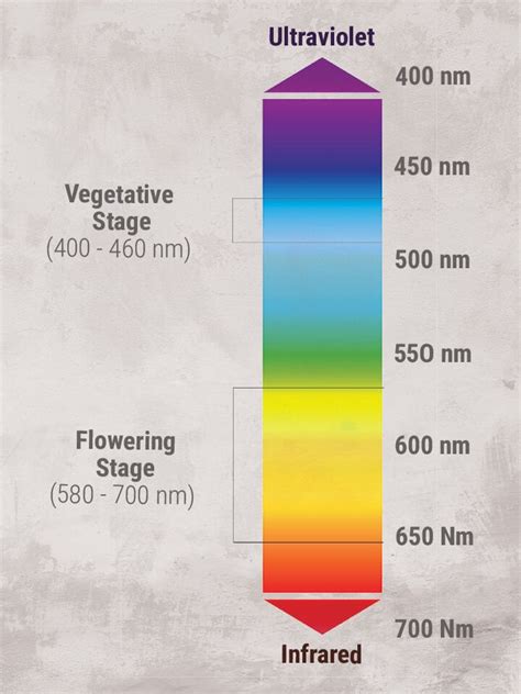 The Indoor Marijuana Grower's Guide To Artificial Lights - RQS Blog