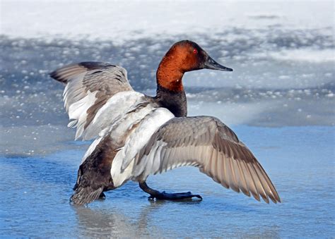 Canvasback | Audubon Field Guide