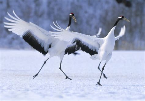 Crane Symbolism & Meaning (+Totem, Spirit & Omens) | World Birds