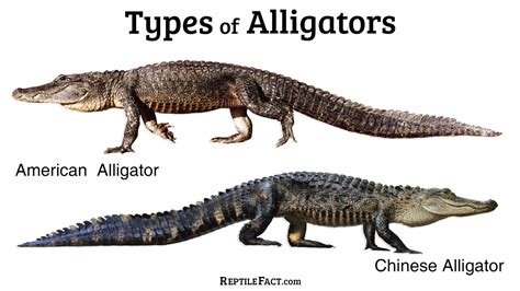 Alligatorlist – Telegraph