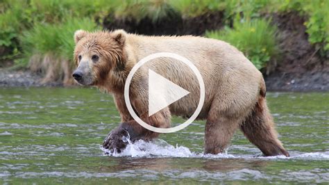 Kodiak Bear Viewing | Larsen Bay Lodge