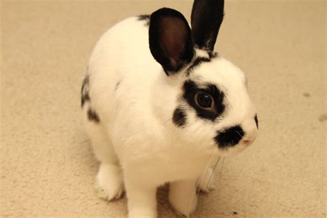 English Spot Dwarf Rabbit | [#] Lunawsome