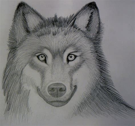 Realistic Wolf Sketch- Mark Crilley by foreverstrawberries on DeviantArt