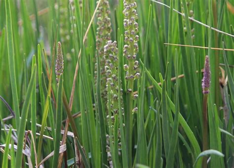 Salt Marsh Plants - Friends of Portbury Wharf Nature Reserve