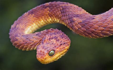 snake, Vipers, Reptile, Animals Wallpapers HD / Desktop and Mobile ...