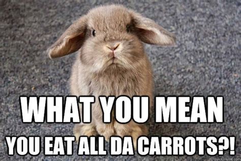 The Funniest Rabbit Memes