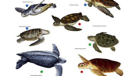 Types Of Sea Turtles Chart