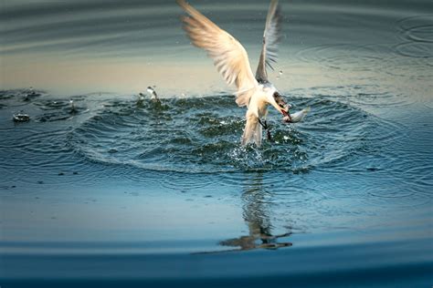 White Seagull · Free Stock Photo