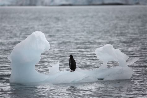 Record heat sends sea ice into retreat, worrying scientists