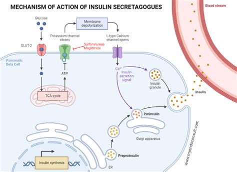 Repaglinide Mechanism Of Action - My Endo Consult