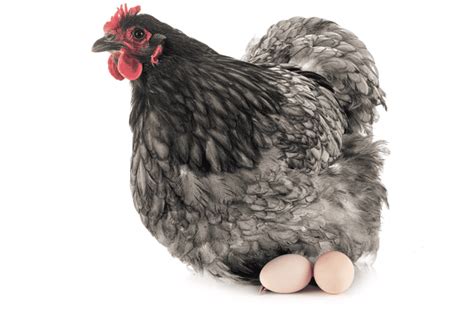 Orpington Chicken Eggs: Full Guide and FAQ