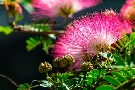 Beautiful Raintree Flower Samanea Saman Jacg. Merr. at Thai Flower ...