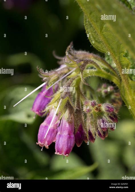 Flowers of Symphytum officinale Stock Photo - Alamy