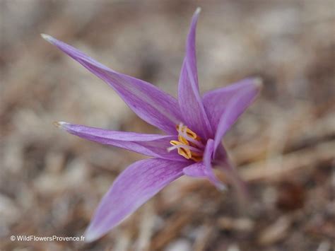 Colchicum autumnale - wild in Provence