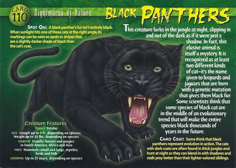 Black Panther | Weird n' Wild Creatures Wiki | Fandom