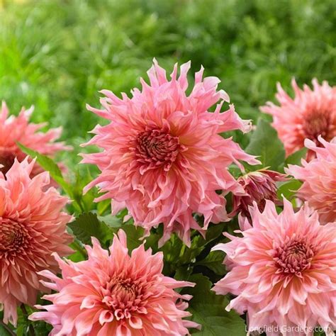 New Dahlias for 2016 - Longfield Gardens | Longfield gardens, Dahlia ...