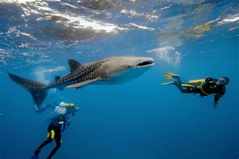 Visita los mejores destinos para bucear con tiburones