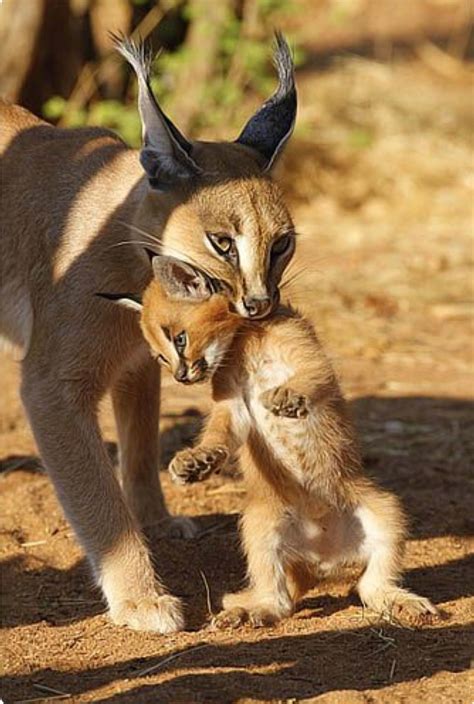 A mother caracal carrying her baby. Caracals (Caracal caracal) are ...