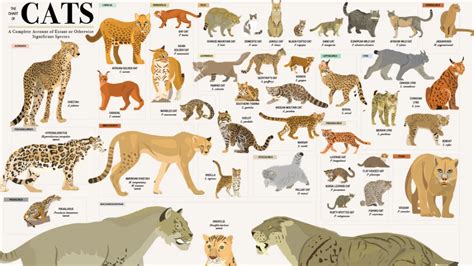 This Wall Chart Shows Every Species in the Cat Kingdom | Cat species ...