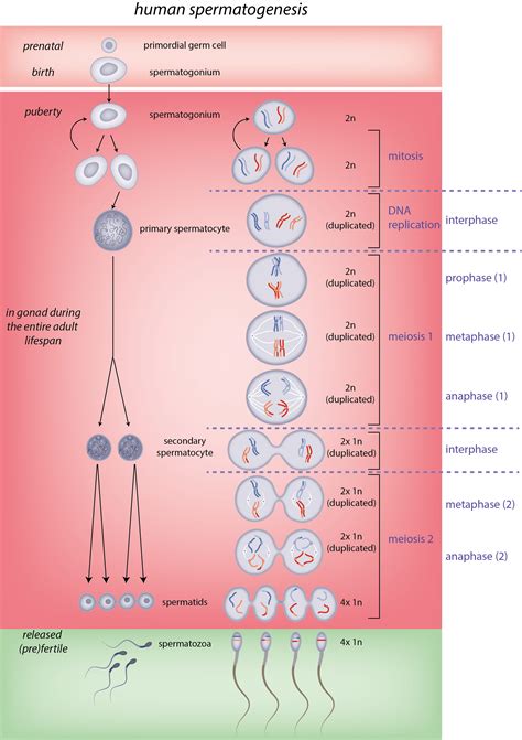 Spermatogeneza - centromerii - GinaMed Forum