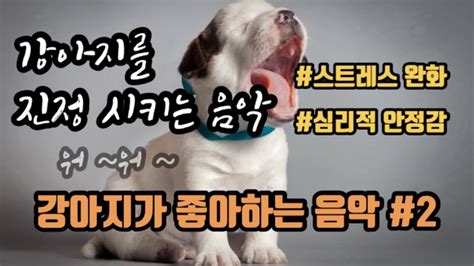 (광고평생X)강아지가 좋아하는 음악😍🐶| 강아지 진정시키기 | 클래식 믹스 | 강아지 스트레스 해소|puppy music ...