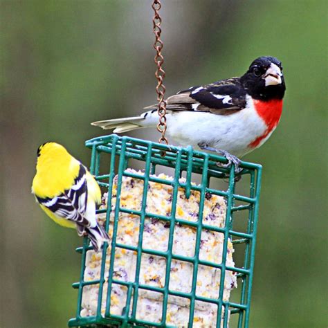 Recipe For Homemade Suet Cakes Birds | Besto Blog